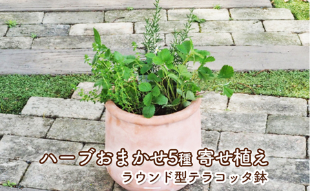 ハーブ 寄せ植え 5種 ラウンド型 テラコッタ鉢 ハーブ