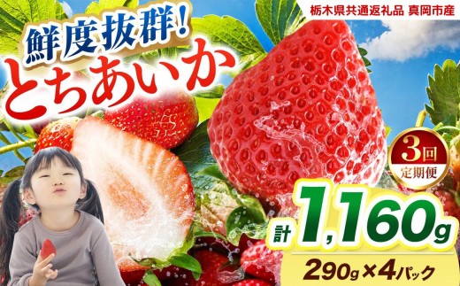 【2027年先行予約】〔定期便3回〕鮮度抜群 いちご とちあいか 290g×4P【栃木県共通返礼品 真岡市産】 栃木県矢板市
