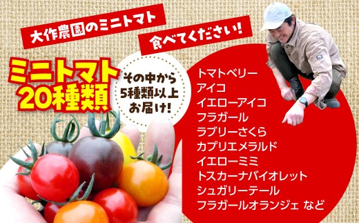【2027年7月より発送】カラフルミニトマト約1kg(5種以上) 大作農園 北海道壮瞥町 【 ふるさと納税 人気 おすすめ ランキング 先行予約 ミニトマト ミニトマトセット 北海道産トマト トマト 