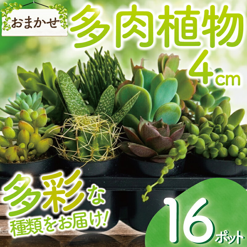 【ふるさと納税】 多肉植物 4センチ ポット おまかせ 16個 セット 多肉 植物 季節 たにくしょくぶつ ショクブツ タニク 多種類 グリーン インテリア 自然 DIY 乙女心 群月花 月兎耳 アロマティカス ルビーネックレス ベビーサンローズ 観葉植物 渡辺花園 神奈川 湘南 藤沢