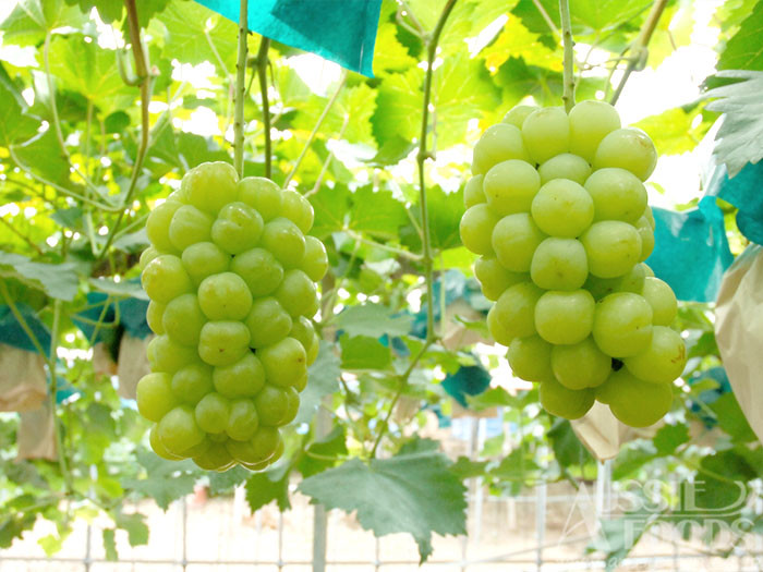 
            岡山県産　桃太郎ぶどう（７００ｇ以上）１房入り（ハックルベリーフィン）
          