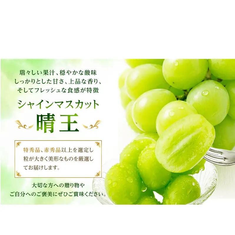 ぶどう 2026年 先行予約【2回定期便】 プレミアムシャインマスカット 晴王 2房 約1.4kg 人気 岡山県船穂産 赤秀品 種無し 皮ごと食べる みずみずしい9月10月お届け ハレノフルーツ