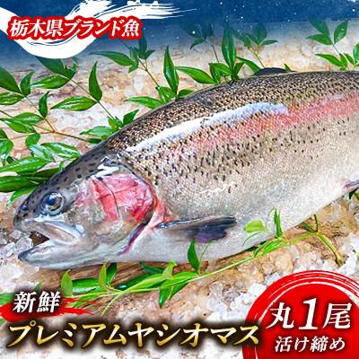 ふるさと納税 矢板市 【丸1尾】栃木県のブランド魚「プレミアムヤシオマス」◆新鮮◆活け締め◆鮮魚◆鱒