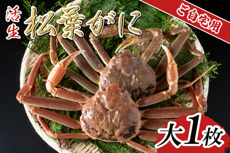 【活生】ご自宅用松葉ガニ 大 1枚 2026年11月～順次発送予定｜鳥取 日本海 松葉がに 松葉蟹 かに ズワイガニ【22060】