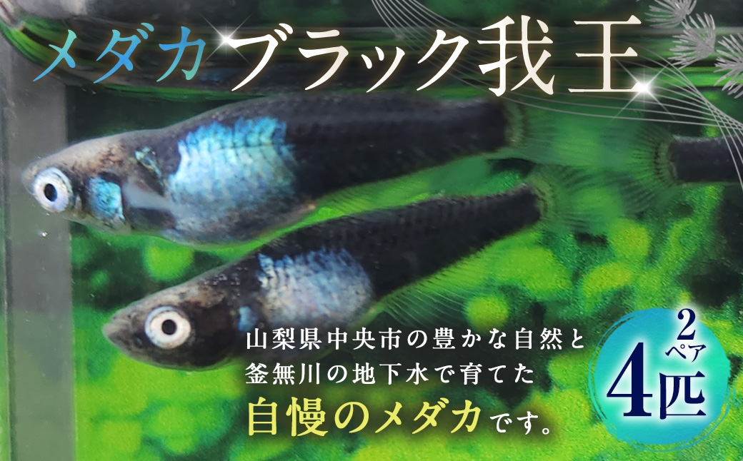
                  メダカ 【 ブラック我王 】 2ペア 4匹 めだか 観賞魚 魚 さかな インテリア 鑑賞 育成 飼育 淡水魚 川魚 生き物 生物 初心者 愛好家
                