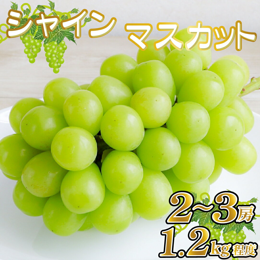 【ふるさと納税】【産直もぎたて】シャインマスカット 1.2kg程度（果実 くだもの フルーツ ブドウ マスカット 贈答用 限定）