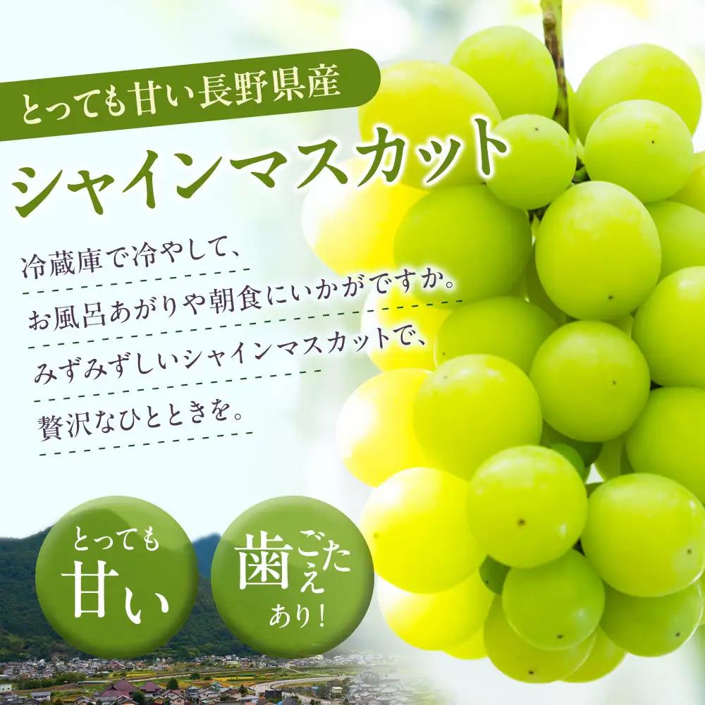 高野農園　長野市松代産 訳ありシャインマスカット 約1kg（バラ房） |シャインマスカット
