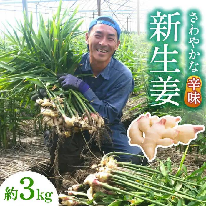 【2026年8月?発送】新しょうが 約3kg [SBS017] しょうが