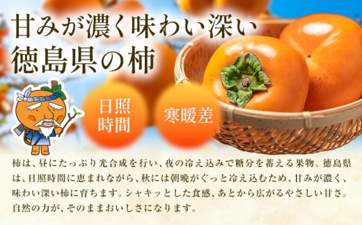 【10月下旬発送指定便】柿 果物 訳あり たねなし柿 1.5kg 《2026年10月下旬発送予定》 旬 送料無料 徳島県 上板町 フルーツ かき カキ くだもの 刀根早生柿 平種無柿