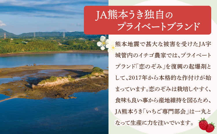 【2025年12月上旬〜2026年3月下旬頃発送予定】いちご 恋のぞみ 約400g×2パック 合計約800g