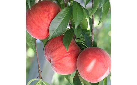 山形県産 完熟白桃おどろき 約1.5kg 秀 桃 もも フルーツ果物 くだもの 山形県 中山町 F4A-0920
