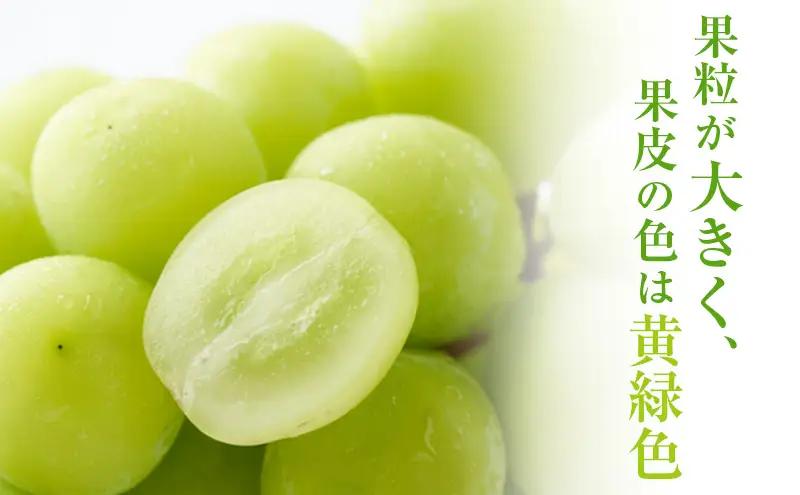 訳あり シャインマスカット 2房 合計 約1kg 岡山県 高梁市産 2026年 先行予約 常温 ぶどう フルーツ 葡萄 ブドウ 皮ごと 産地直送 大粒 爽やか 食べやすい