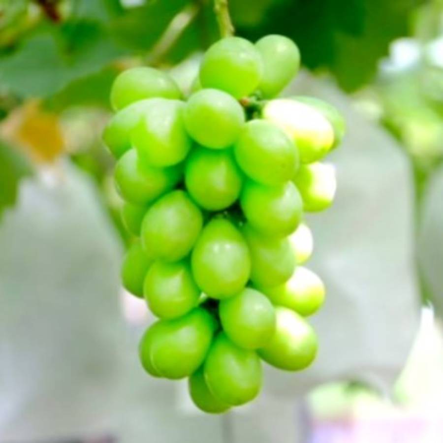 ご自宅用ぶどうおまかせセット2ｋｇ