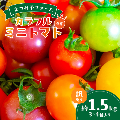 訳あり 宝石のような輝き！カラフルミニトマト 約1.5kg（春夏）（2026年5月下旬～発送） とまと みにとまと 甘い サラダ 色とりどり 生産者応援 農家応援 送料無料