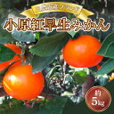 【ふるさと納税】三豊市産ブランド曽保みかん【小原紅早生　約5kg】 19000円