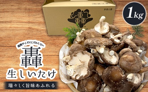 規格サイズにこだわらない轟生しいたけ 1kg きのこ キノコ 野菜 食品 F21E-530