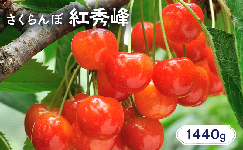 2026年発送 北海道 仁木町産 さくらんぼ 紅秀峰 1440g（180g×8