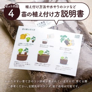 はじめての家庭菜園キット「サラダガーデン」（プランター色：ネイビー）011BK03N.／レタス 苗 サラダ野菜 苗 プランター ガーデニング 野菜 栽培 ベランダ菜園 野菜苗 培土 園芸