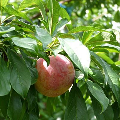 ふるさと納税 山梨県 山梨県オリジナル品種の完熟すもも「サマーエンジェル」舌の上でとろけるなめらかな果肉 |  | 02