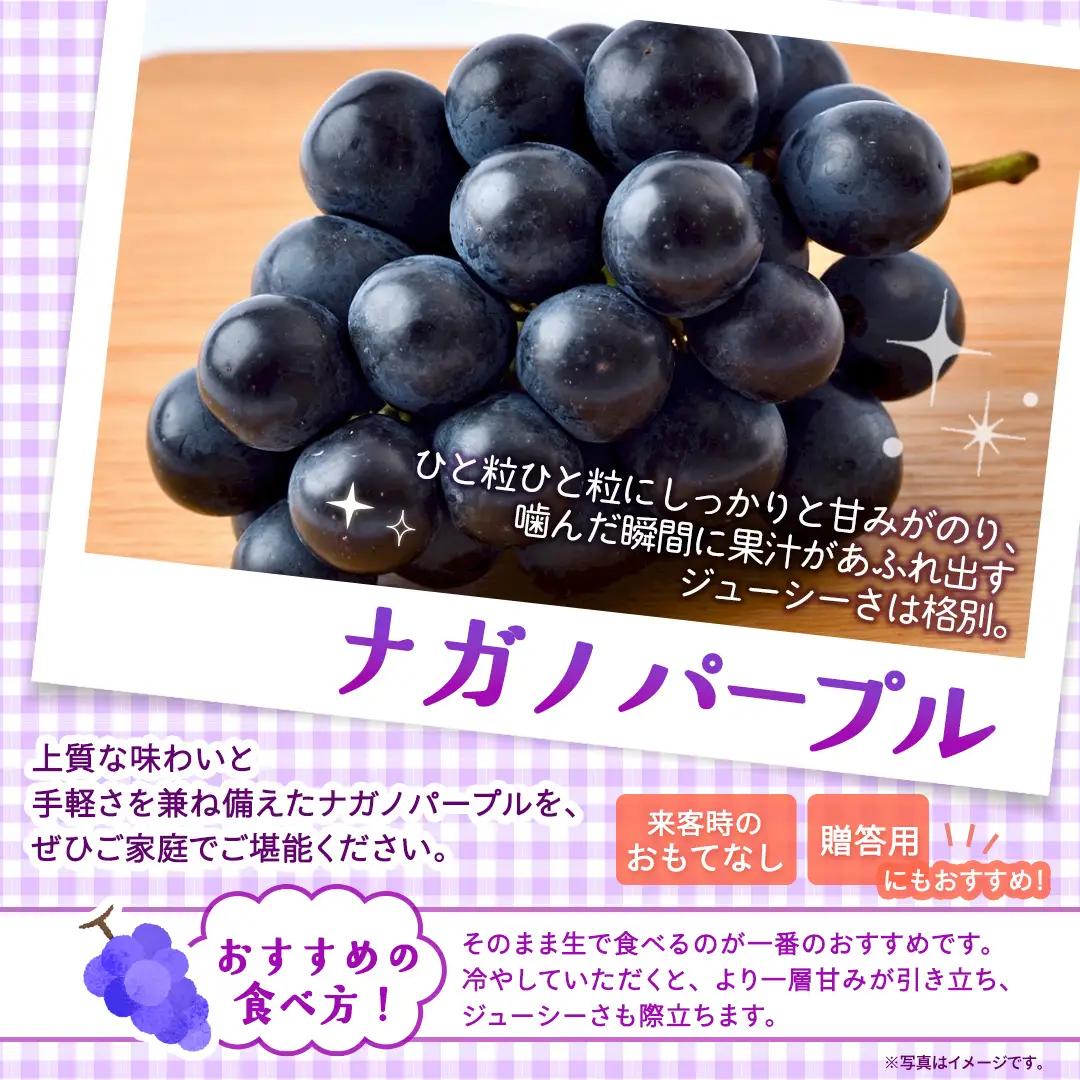 ナガノパープル 約5kg （約8～12房）【2026年9月より発送開始】（茨城県共通返礼品 [ぶどう]：結城市産）