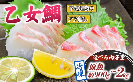 
                  乙女 鯛 1尾 ロイン 原魚 約 900g ～ 約 2kg 冷凍 ブランド 真鯛 タイ 産地直送 新鮮 切り身 刺身 刺し身 さしみ カルパッチョ 煮付け 鯛めし 鯛茶漬け 鯛しゃぶ しゃぶしゃぶ 高級魚 鮮魚 海鮮 かいせん 魚 魚介 高知県 須崎市 ks047-all
                