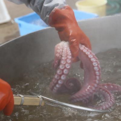 ふるさと納税 乙部町 【漁師の浜ゆでたこ　1kg】北海道　乙部町産　活〆　たこ　タコ　蛸 |  | 02
