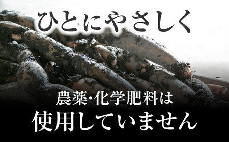 【8月中旬より順次発送】れんこん 2kg 「SEIMEI」 手掘り 蓮根 レンコン / 水谷グルッポ[AEBX001]