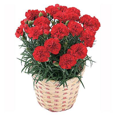ふるさと納税 藤枝市 【母の日に!】ボリュームのカーネーション鉢植え 赤系5号カゴ付