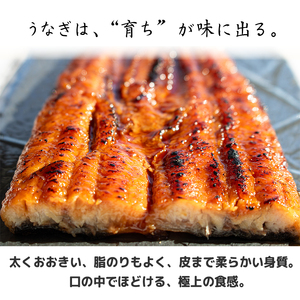 限定 国産 鰻 大 土佐はちきん うなぎ 蒲焼き 190g以上 | 無投薬 特上 極上 めす 贈答 南国市
