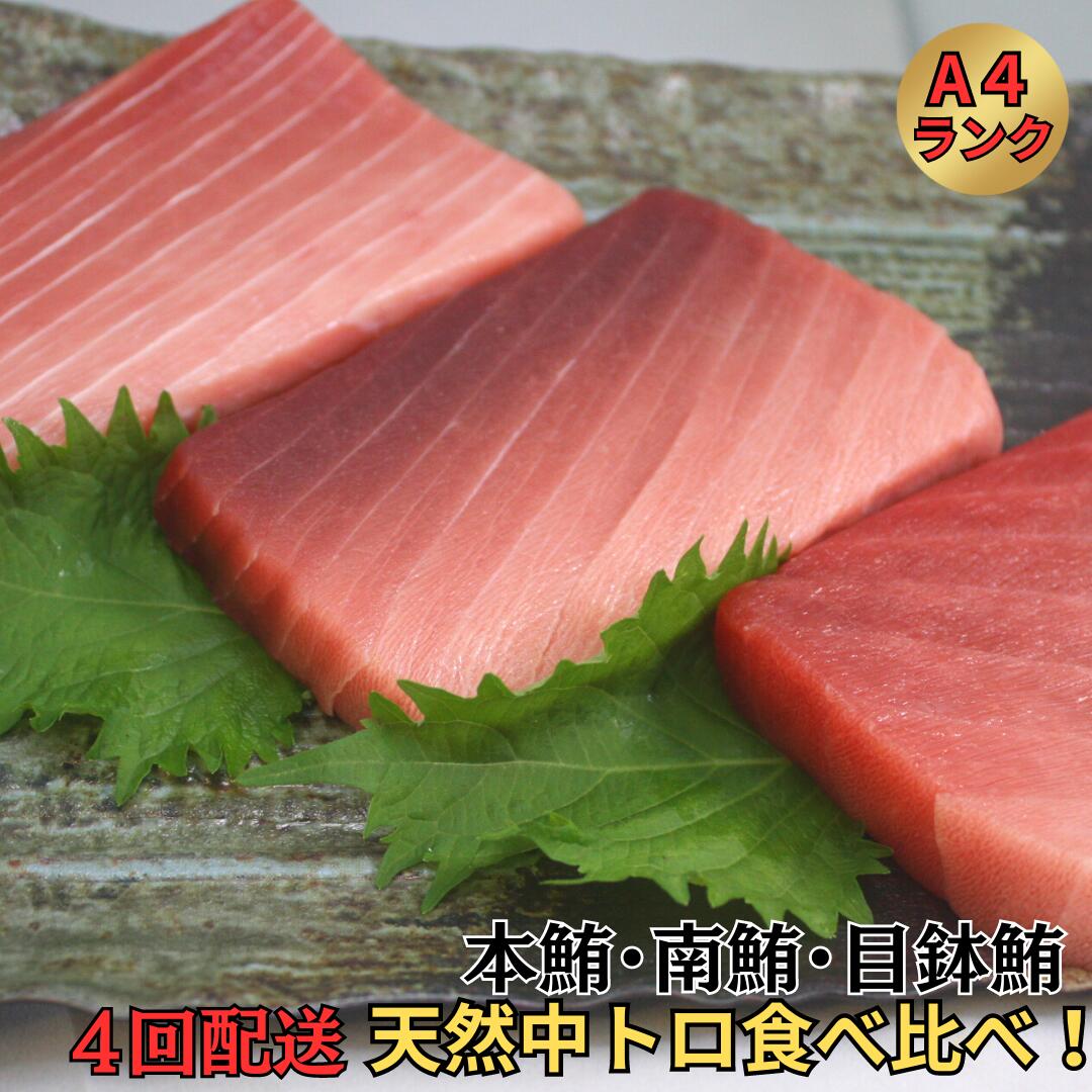 【ふるさと納税】 【定期便】中とろづくし＜4回配送＞A4ランク