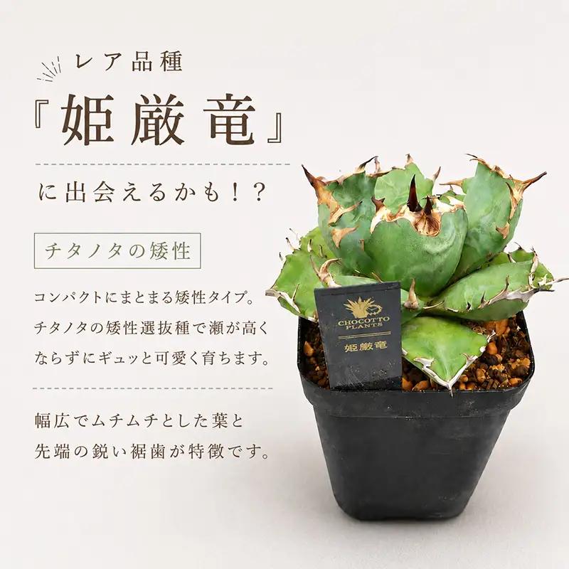 アガベ 2種 チタノタ 観葉植物 多肉植物