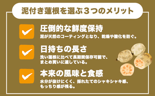 予約受付 佐賀県産 れんこん 約4kg 野菜 やさい レンコン れんこん 蓮根 料理 贈り物 プレゼント 贈答 ギフト 野菜ギフト A-169