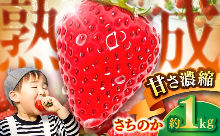 
                  さちのか 熊本県産 いちご さちのか 計1kg (250g×4パック) / イチゴ 苺 いちご 新鮮 パック 吉岡農園 果物 フルーツ 自然 甘い 甘み 酸味 バランス 鮮度 美味しい ジューシー ビタミン おいしい おすすめ 産地直送 農園直送 フルーツ 果物 熊本県 菊陽町【有限会社 吉岡農園】 [BHBM001]
                