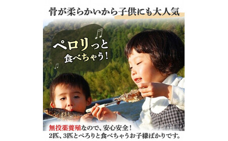 清流育ちの四万十あめご （約700g）冷凍 個包装 竹串付き BBQ 川魚 あめご ／Eay-01