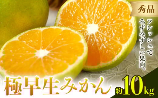 みかん 極早生みかん 秀品 10kg 日本フルーツ株式会社《2025年9月上旬-10月末頃出荷》熊本県 荒尾市 早生みかん 果物 フルーツ スイーツ デザート ギフト ご贈答