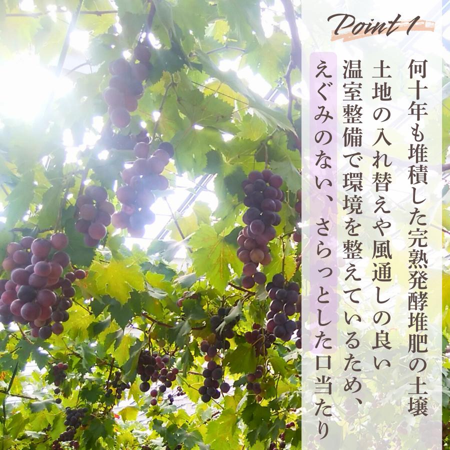 ぶどう 【先行予約】 ぶどうの房 2～3房（600～700g）[2026年産] ぶどう ブドウ 葡萄 ピオーネ ぴおーね 房