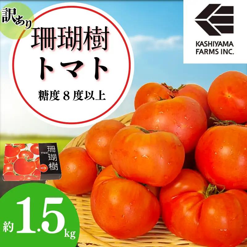 【2027年先行予約】 訳あり トマト 珊瑚樹 約1.5kg 2027年4月発送 トマト