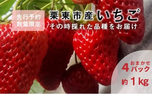 いちご おまかせ4パック 《みおしずく・紅ほっぺ・よつぼし・章姫》からその時採れた品種をお届け 苺 約1kg 果物 とれたて まりゆ農園