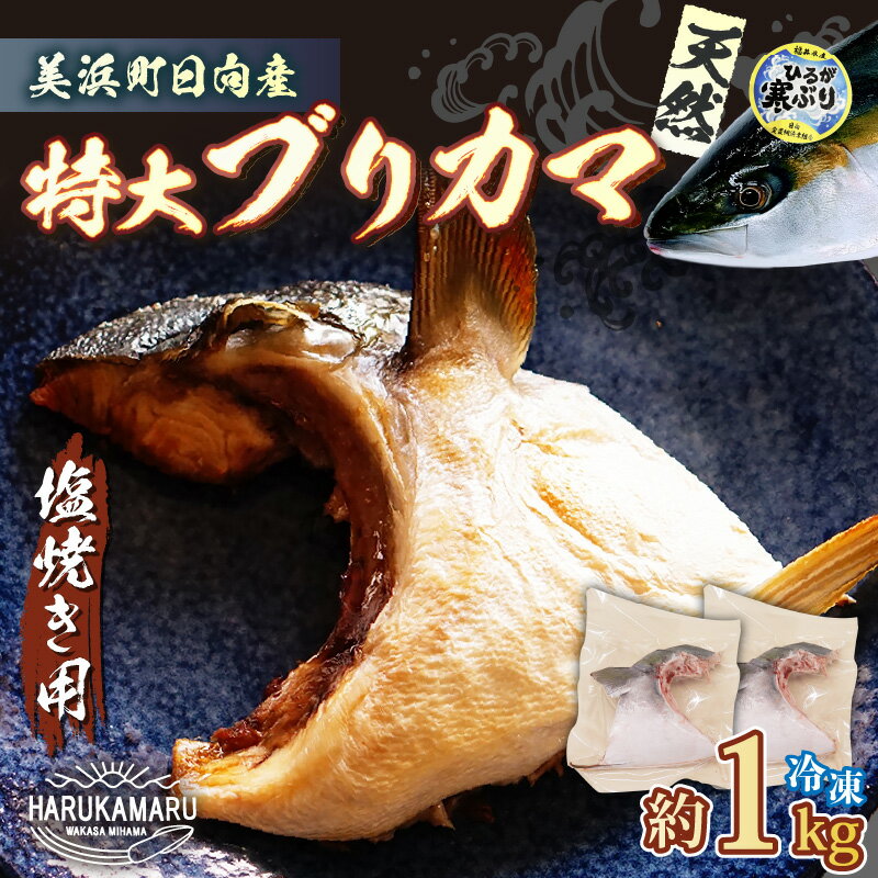 【ふるさと納税】天然 ぶり 特大 ブリカマ (塩焼き用) 約1kg (約500g × 2パック) 美浜町日向産【希少 切身 かま 肉厚 コラーゲン 塩焼き 魚介類 魚貝類 新鮮 冷凍 凍眠】