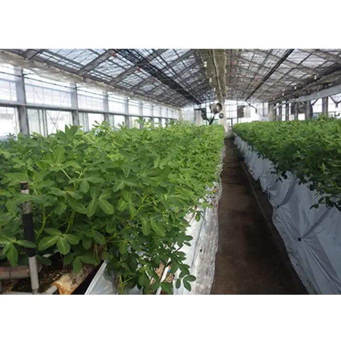 旨っ花生 500g | 落花生 ピーナッツ 豆 茹で豆 おおまさり 大粒 歯ごたえ 甘み 海水塩 おいしい 急速冷凍 簡単 手軽 おつまみ おやつ こだわり 埼玉県 越谷市
