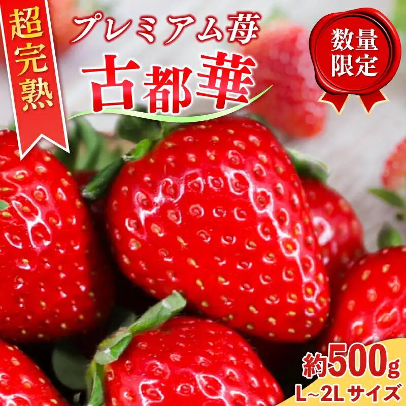 いちご 古都華 250g×2P【R9年1月～発送】いちご 10-205