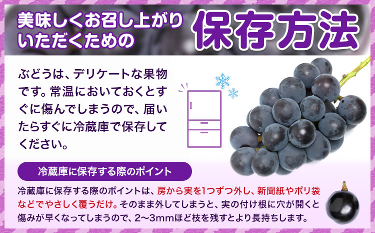【先行予約】ぶどう紫苑 約 600g 1房 【配送不可地域あり】（北海道・沖縄・離島） 株式会社藍《2026年11月上旬-12月上旬頃出荷》 岡山県 浅口市 岡山県産 ぶどう フルーツ 果物 くだもの