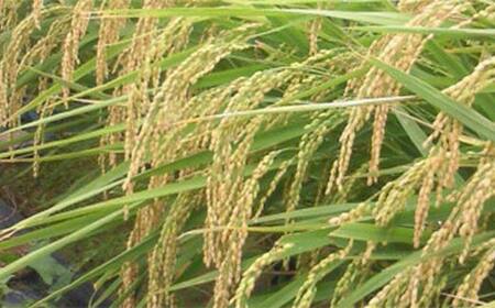 【先行予約】お米の定期便 農薬不使用米 太地米完熟 【こしひかり】 白米2.7kg×9か月連続 ブランド米 お米 精米 白米 人気 F7X-0726