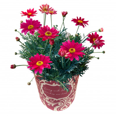 マーガレット鉢植え【1464557】