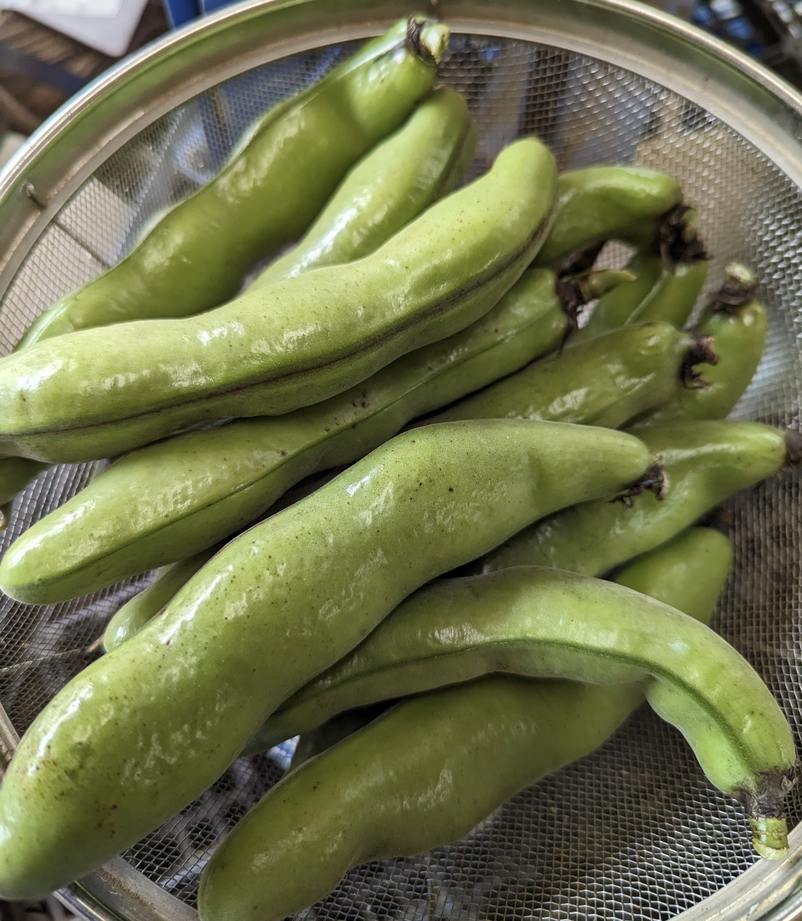 
            【  え？関東圏限定　当日出荷当日到着　なの？】”みずみずしい”プレミアム そら豆（約1500g）from 名水の里 神奈川県秦野市　人数目安：２～4名様　そら豆 そらまめ ソラマメ 野菜 農作物 産地直送 農家直送　おつまみ　おやつ　ゴールデンウィーク　大谷　小谷　神奈川県秦野　秦野　　010-65-1
          