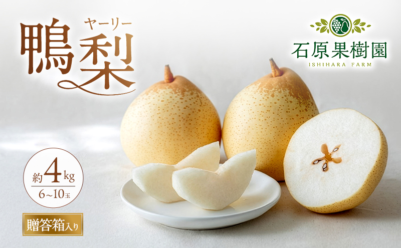 梨 2026年 先行予約 鴨梨（ヤーリー）6～10玉 約4kg 贈答箱【11月下旬～12月中旬頃発送】 ナシ なし 岡山県産 国産 フルーツ 果物 ギフト 石原果樹園 風味豊か 上品 希少な梨 