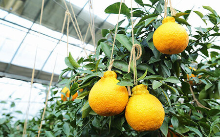 環境マイスターの不知火 訳あり 4kg（栽培期間中は無肥料・低農薬） くだもの 果物 フルーツ 不知火 しらぬい みかん 柑橘 【2026年2月上旬～5月上旬迄順次発送予定】