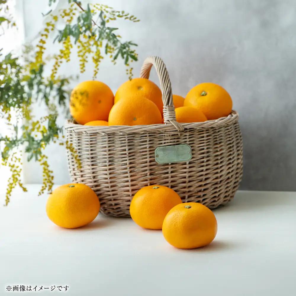 【先行予約】 【訳あり】 紅八朔 ご家庭用 約10kg 八朔 はっさく 【2027年2月上旬より順次発送】