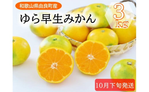 和歌山県産 ゆら早生みかん サイズおまかせ3kg  農家直送【2025年10月中旬頃より順次発送予定】