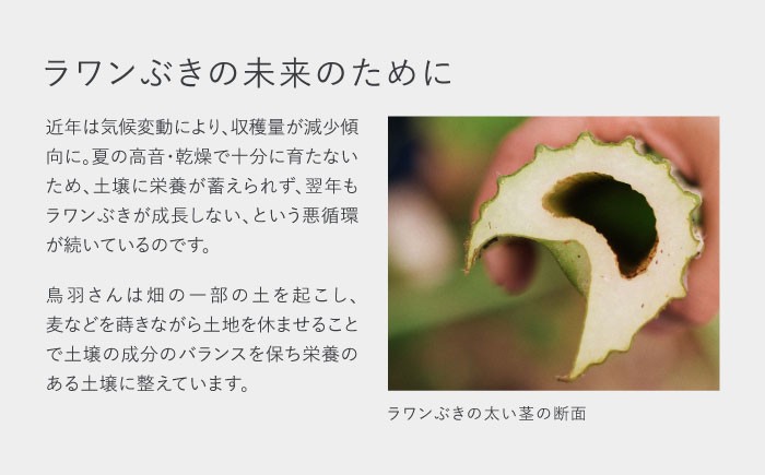 シロ SHIRO shiro